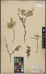 Foto von Salix repens subsp. repens L.